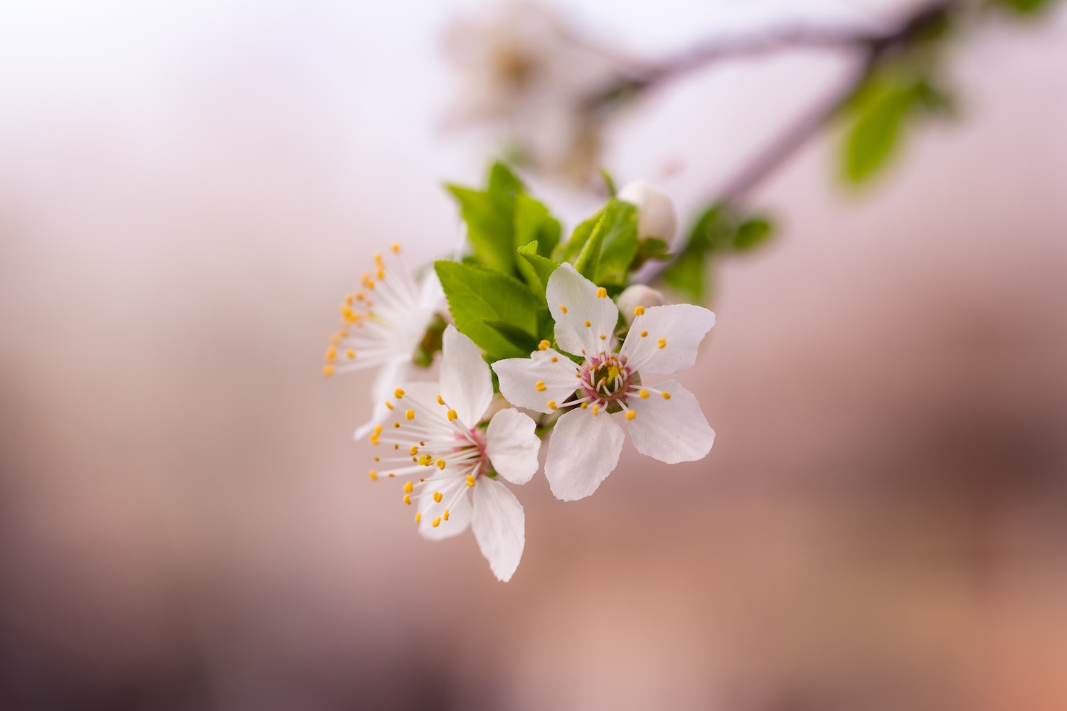 pexels anton atanasov 364086