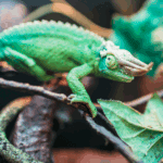 GRAPHICS PACKAGE 1<p>Animals