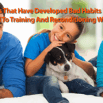 Offline PLR Videos Volume 9 PET SERVICES VIDEOS