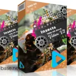 Insects 1080 hd stock videos v2